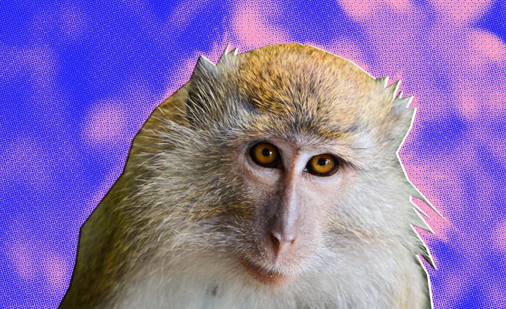 A monkey in front of a purple and pink background.